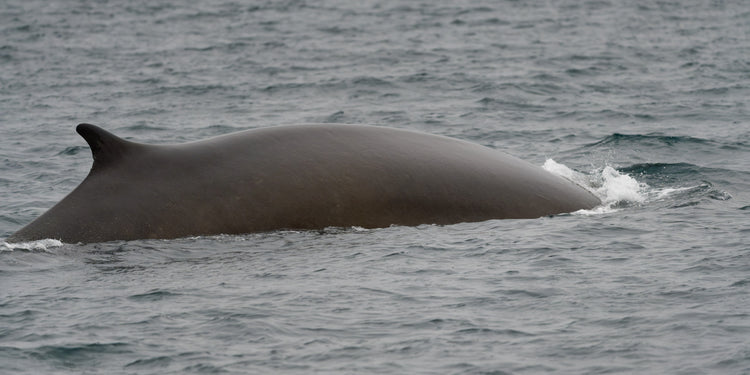 Grey Area